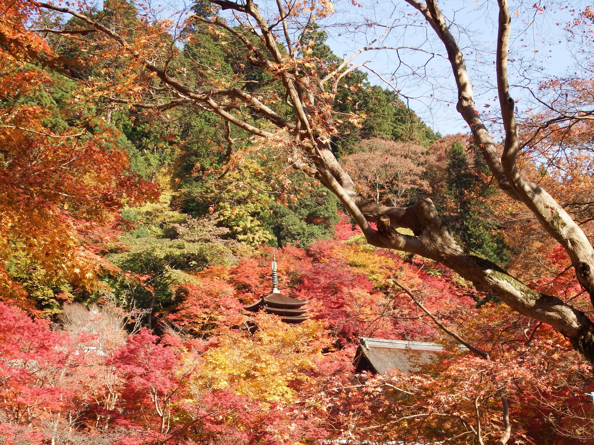 多武峰の秋 The fool on the web