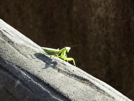 カマキリ