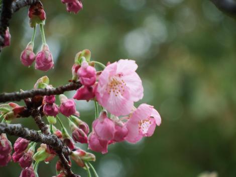 陽光桜