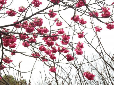 寒緋桜
